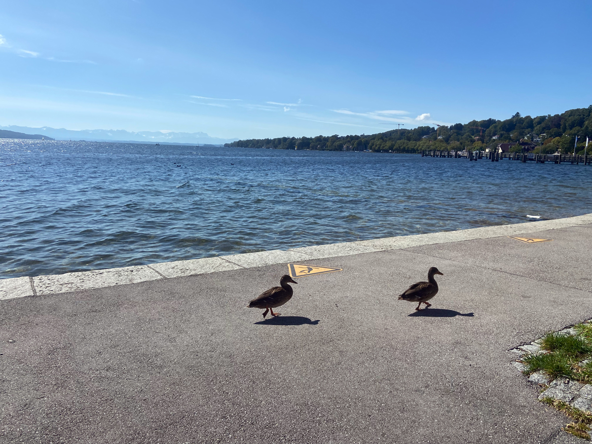 fotos wir enten